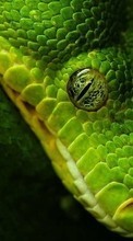 Animals, Snakes per LG Optimus Hub E510