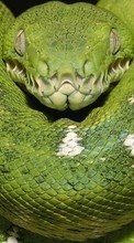 Scaricare immagine 1024x600 Animals, Snakes sul telefono gratis.