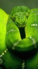 Scaricare immagine 320x240 Animals, Snakes sul telefono gratis.