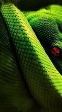 Scaricare immagine 320x480 Animals, Snakes sul telefono gratis.