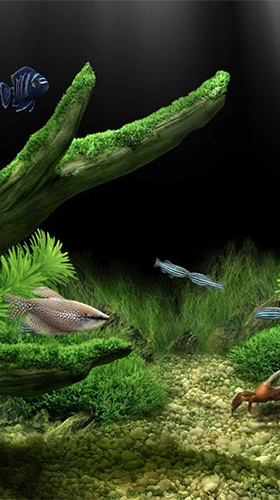 Aquarium by Red Stonz - scaricare Acquari sfondi animati per Android di cellulare gratuitamente.