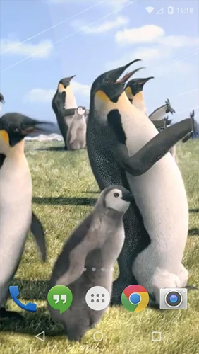 Scarica gratis sfondi animati Arctic Penguin per telefoni di Android e tablet.