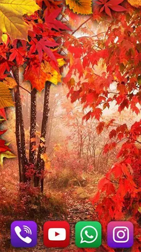 Autumn rain by SweetMood - scaricare Paesaggio sfondi animati per Android di cellulare gratuitamente.