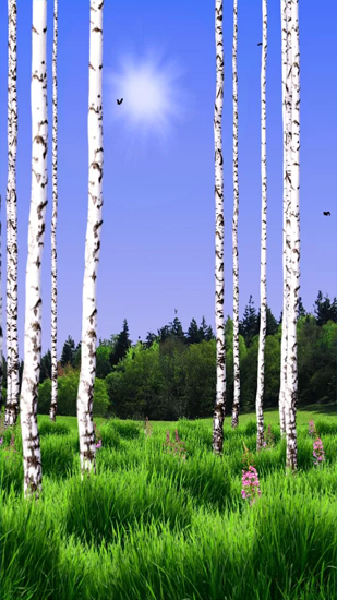 Birch Wood - scaricare Paesaggio sfondi animati per Android di cellulare gratuitamente.