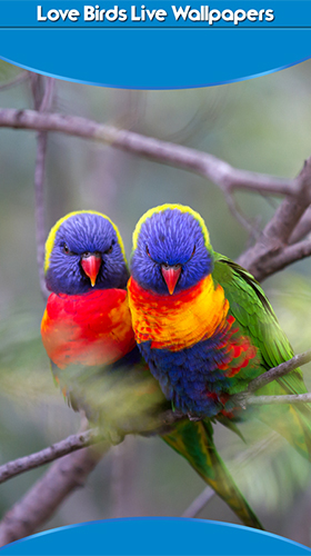 Birds in love - scaricare Animali sfondi animati per Android di cellulare gratuitamente.