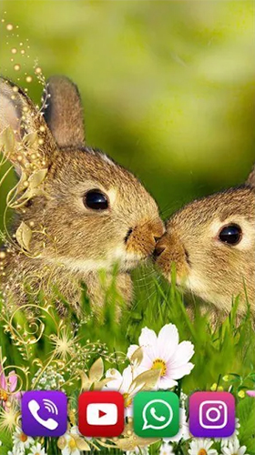 Bunnies - scaricare Animali sfondi animati per Android di cellulare gratuitamente.