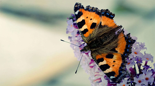 Butterfly by Amazing Live Wallpaperss - scaricare Animali sfondi animati per Android di cellulare gratuitamente.