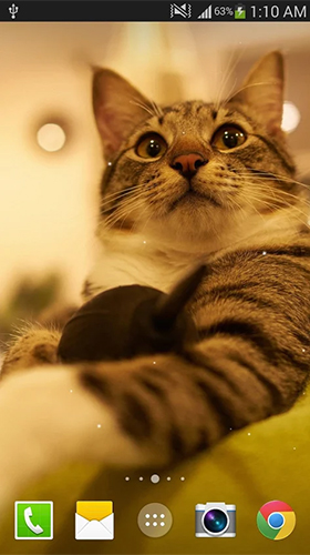Cat by Live wallpaper HD - scaricare Animali sfondi animati per Android di cellulare gratuitamente.