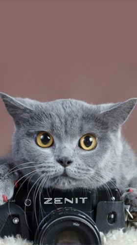 Cute cat by Premium Developer - scaricare Animali sfondi animati per Android di cellulare gratuitamente.