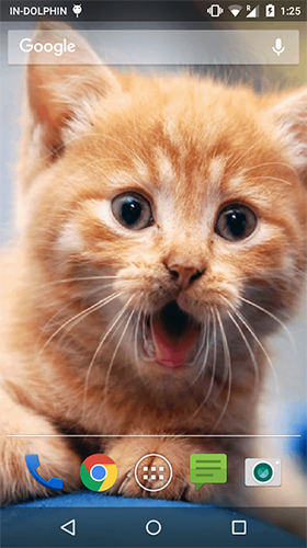 Scarica gratis sfondi animati Cute cat by Psii per telefoni di Android e tablet.