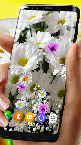 Daisies HQ - scaricare Fiori sfondi animati per Android di cellulare gratuitamente.