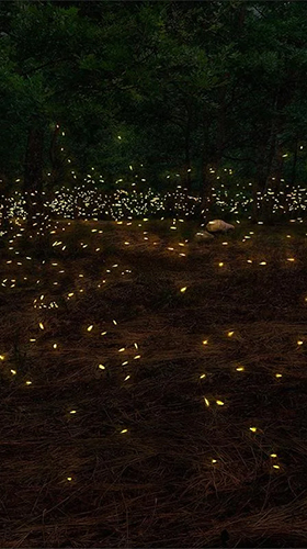 Scarica gratis sfondi animati Fireflies 3D by Live Wallpaper HD 3D per telefoni di Android e tablet.