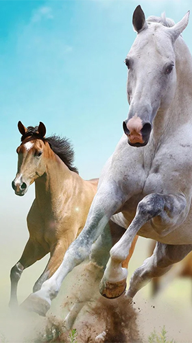 Horse by Happy live wallpapers - scaricare Animali sfondi animati per Android di cellulare gratuitamente.