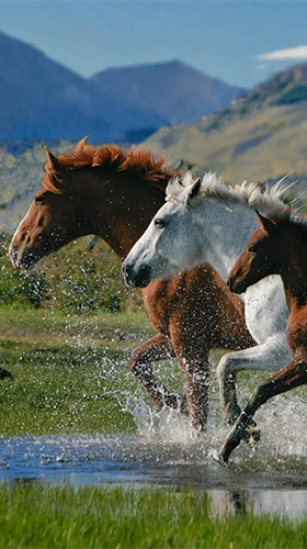 Horses by Pro Live Wallpapers - scaricare Animali sfondi animati per Android di cellulare gratuitamente.