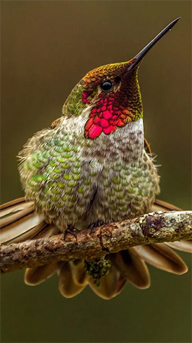 Hummingbird - scaricare Animali sfondi animati per Android di cellulare gratuitamente.