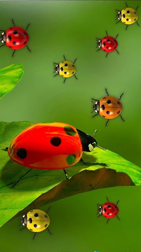 Scarica gratis sfondi animati Ladybugs by 3D HD Moving Live Wallpapers Magic Touch Clocks per telefoni di Android e tablet.