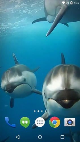 Scarica gratis sfondi animati Ocean 3D: Dolphin per telefoni di Android e tablet.