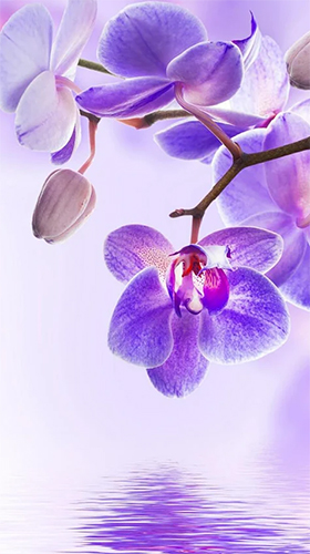 Orchid by Art LWP - scaricare  sfondi animati per Android di cellulare gratuitamente.