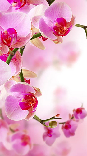 Orchid by Creative Factory Wallpapers - scaricare Fiori sfondi animati per Android di cellulare gratuitamente.