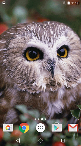 Owl by MISVI Apps for Your Phone - scaricare Animali sfondi animati per Android di cellulare gratuitamente.