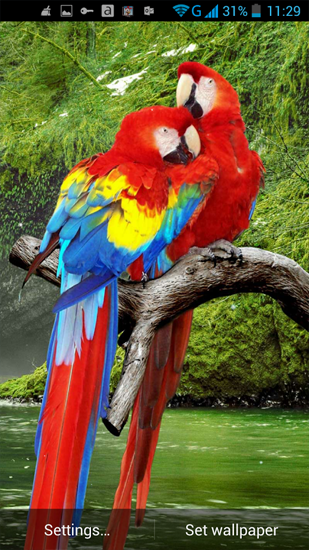 Parrot - scaricare Animali sfondi animati per Android di cellulare gratuitamente.