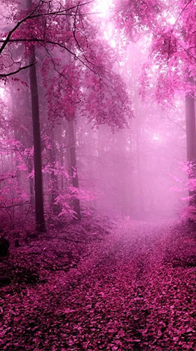 Pink forest - scaricare Fantasy sfondi animati per Android di cellulare gratuitamente.