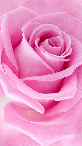 Pink rose - scaricare sfondi animati per Android di cellulare gratuitamente.
