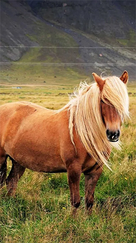 Pony - scaricare Animali sfondi animati per Android di cellulare gratuitamente.