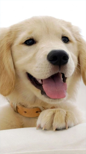 Puppies - scaricare Animali sfondi animati per Android di cellulare gratuitamente.