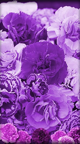 Purple flowers - scaricare Fiori sfondi animati per Android di cellulare gratuitamente.