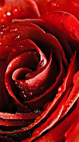 Red rose by HQ Awesome Live Wallpaper - scaricare Fiori sfondi animati per Android di cellulare gratuitamente.
