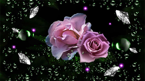 Roses diamond dew - scaricare Fiori sfondi animati per Android di cellulare gratuitamente.