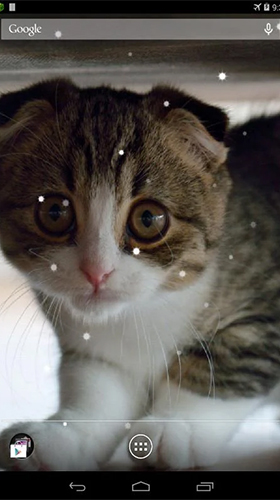 Scottish fold cat - scaricare Animali sfondi animati per Android di cellulare gratuitamente.