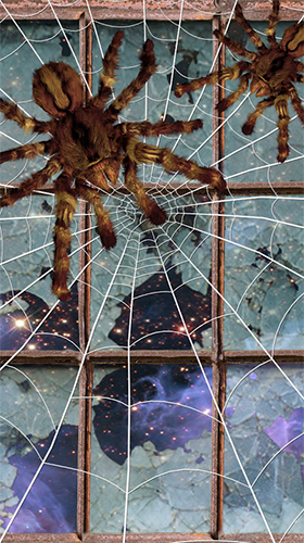 Spider by Cosmic Mobile Wallpapers - scaricare  sfondi animati per Android di cellulare gratuitamente.