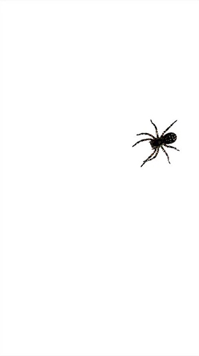 Scarica gratis sfondi animati Spider by villeHugh per telefoni di Android e tablet.