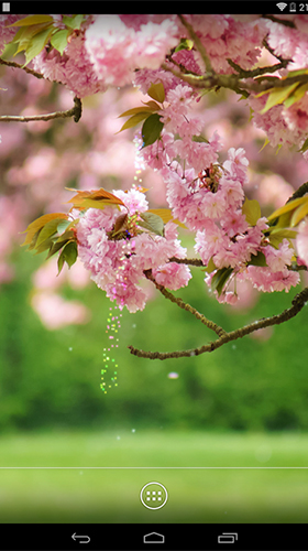 Scarica gratis sfondi animati Spring flowers by orchid per telefoni di Android e tablet.