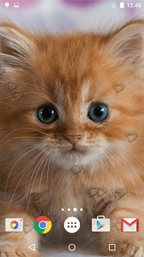 Scarica gratis sfondi animati Сute kittens per telefoni di Android e tablet.