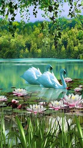 Swans and lilies - scaricare Animali sfondi animati per Android di cellulare gratuitamente.