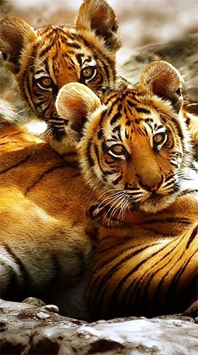 Tiger by Jango LWP Studio - scaricare Animali sfondi animati per Android di cellulare gratuitamente.
