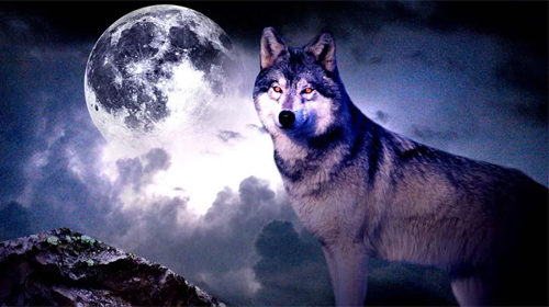 Wolf 3D - scaricare Animali sfondi animati per Android di cellulare gratuitamente.