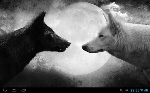 Wolves - scaricare Animali sfondi animati per Android di cellulare gratuitamente.