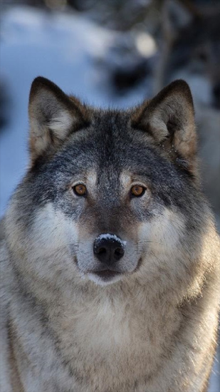 Wolves - scaricare Animali sfondi animati per Android di cellulare gratuitamente.