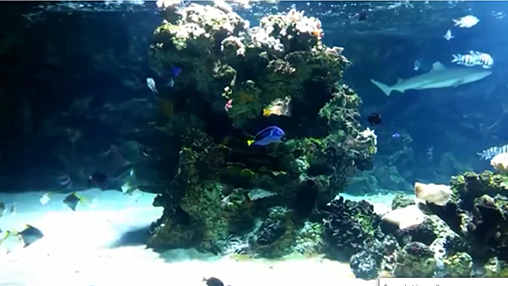 Scarica gratis sfondi animati Aquarium with sharks per telefoni di Android e tablet.
