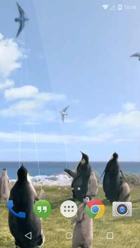 Scaricare Arctic Penguin — sfondi animati gratuiti per l'Android su un Desktop. 