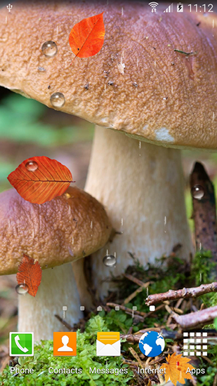 Scarica gratis sfondi animati Autumn mushrooms per telefoni di Android e tablet.