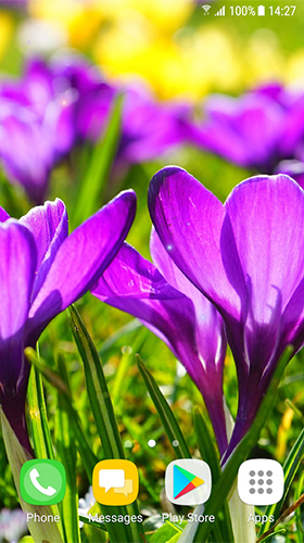 Scaricare Beautiful spring flowers — sfondi animati gratuiti per l'Android su un Desktop. 