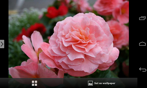 Scarica gratis sfondi animati Beautiful flowers per telefoni di Android e tablet.