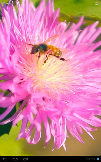 Scarica gratis sfondi animati Bee on a clover flower 3D per telefoni di Android e tablet.