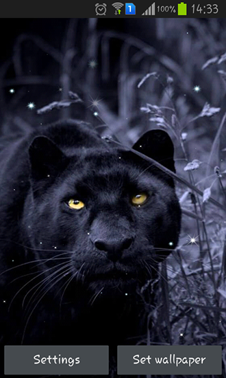 Black panther - scaricare Animali sfondi animati per Android di cellulare gratuitamente.