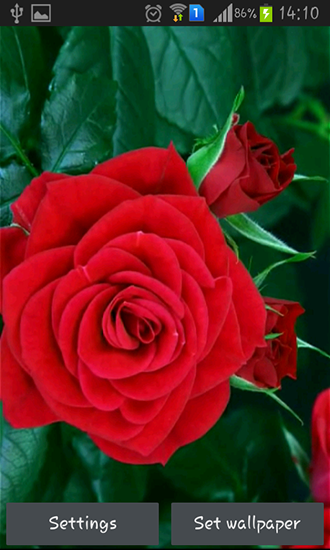 Blooming red rose - scaricare sfondi animati per Android 7.0 di cellulare gratuitamente.